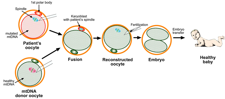 Diagram of proposed mitochondrial gene replacement therapy