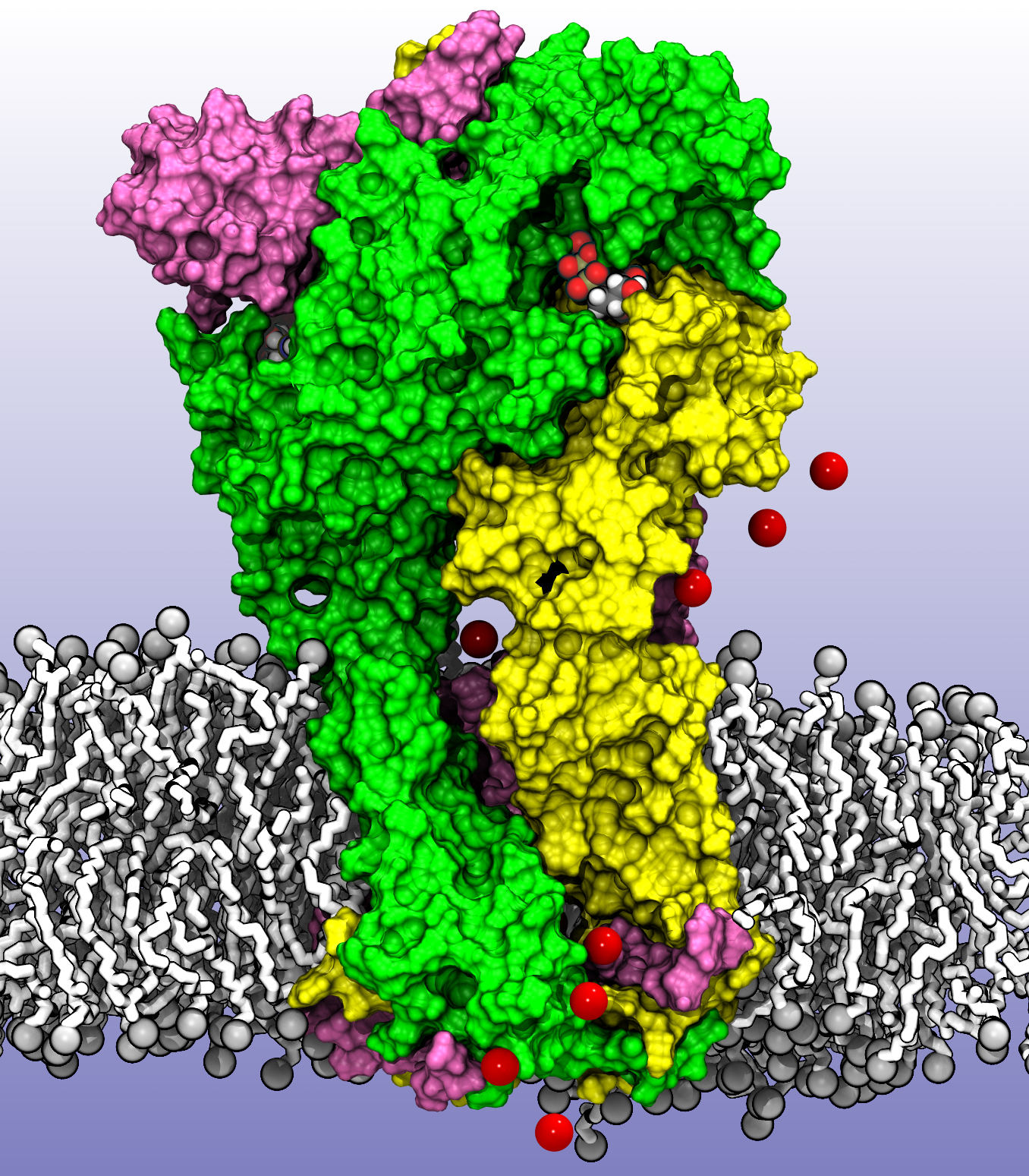 P2X molecular receptor